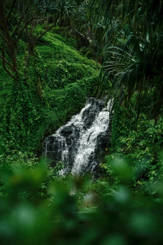 a close up of a waterfall through the forest