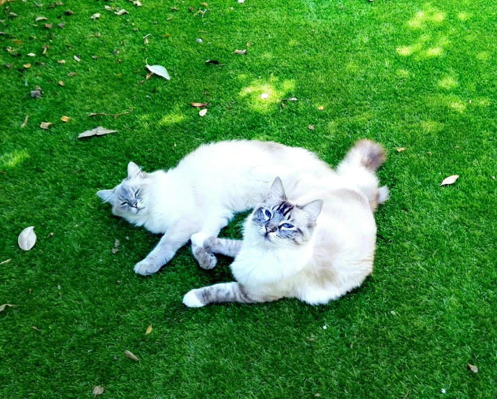 two white cats playing together on a grassy field