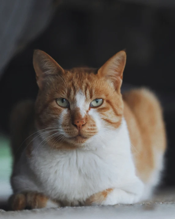 a cat sits on the ground looking forward