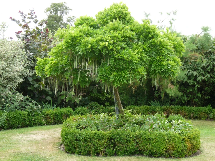 there is a large circular garden area with a tree in it