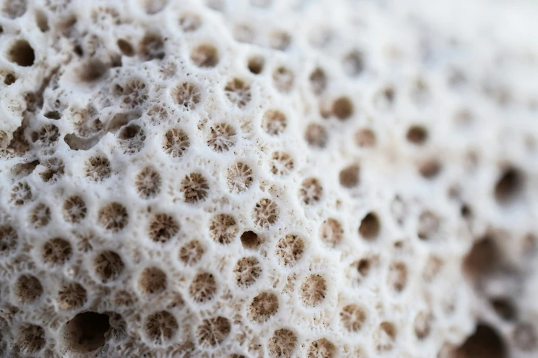 some sort of plant like structure sitting next to the sand