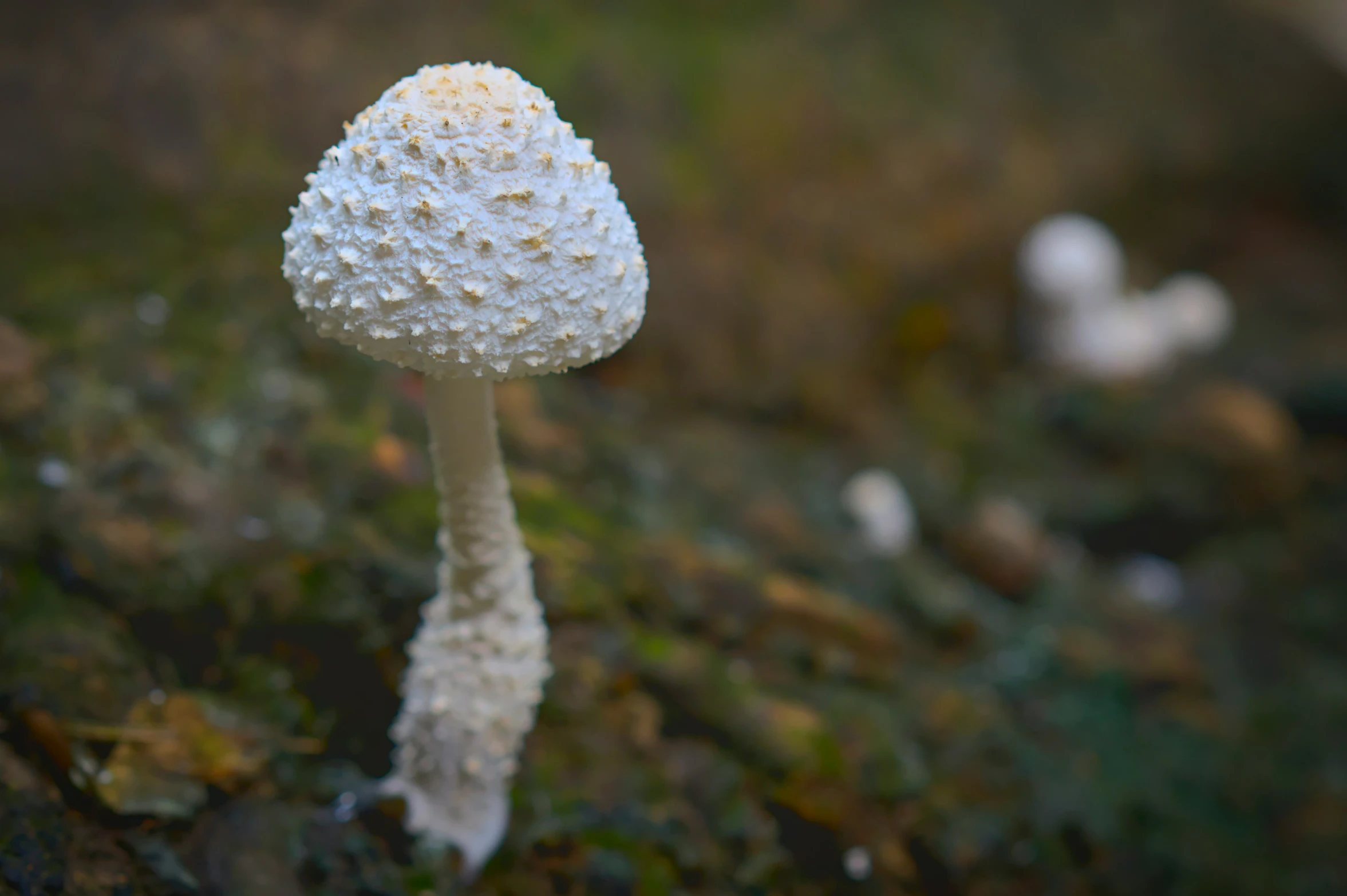 a single white mushroom is sitting on the ground