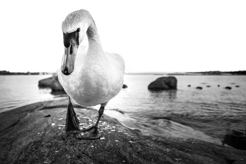 a swan stands on rocks and water in the foreground