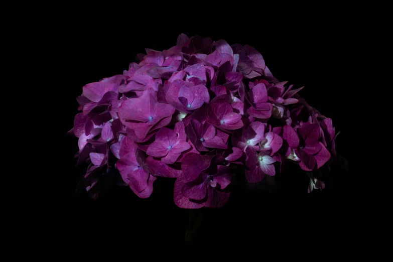 large purple flowers against a black background