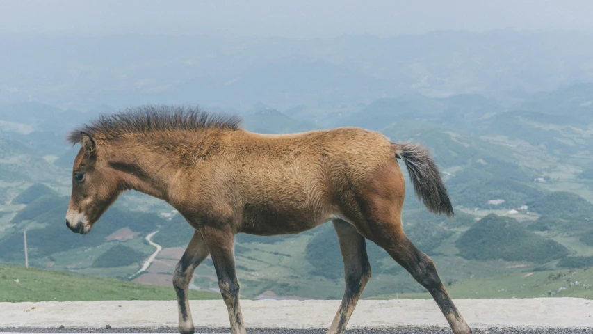 a brown horse with a mane walking on asphalt