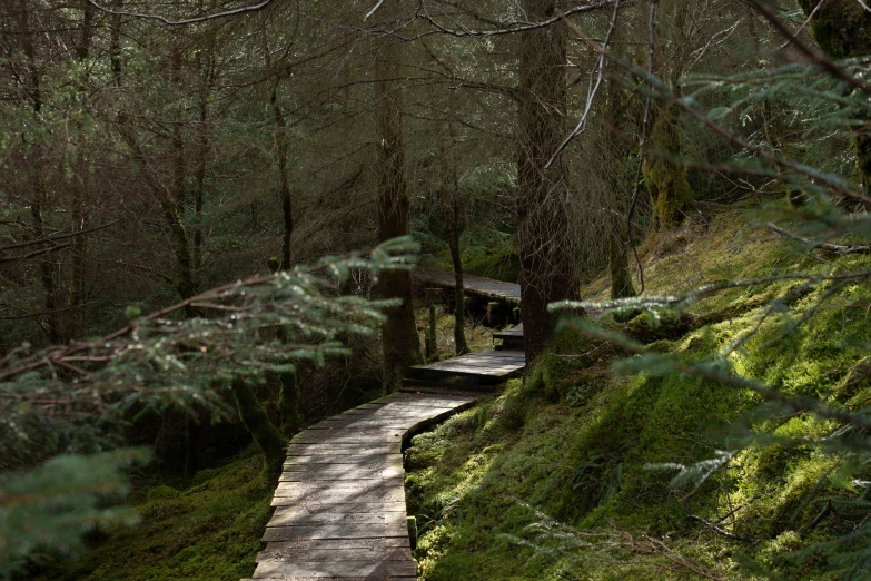 a narrow path through some green mossy trees