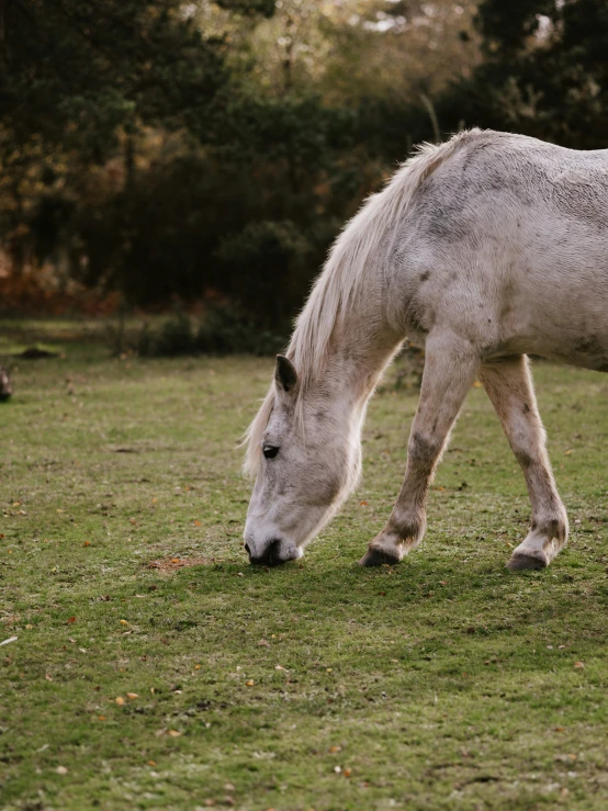 a white horse grazing in the grass near other horses