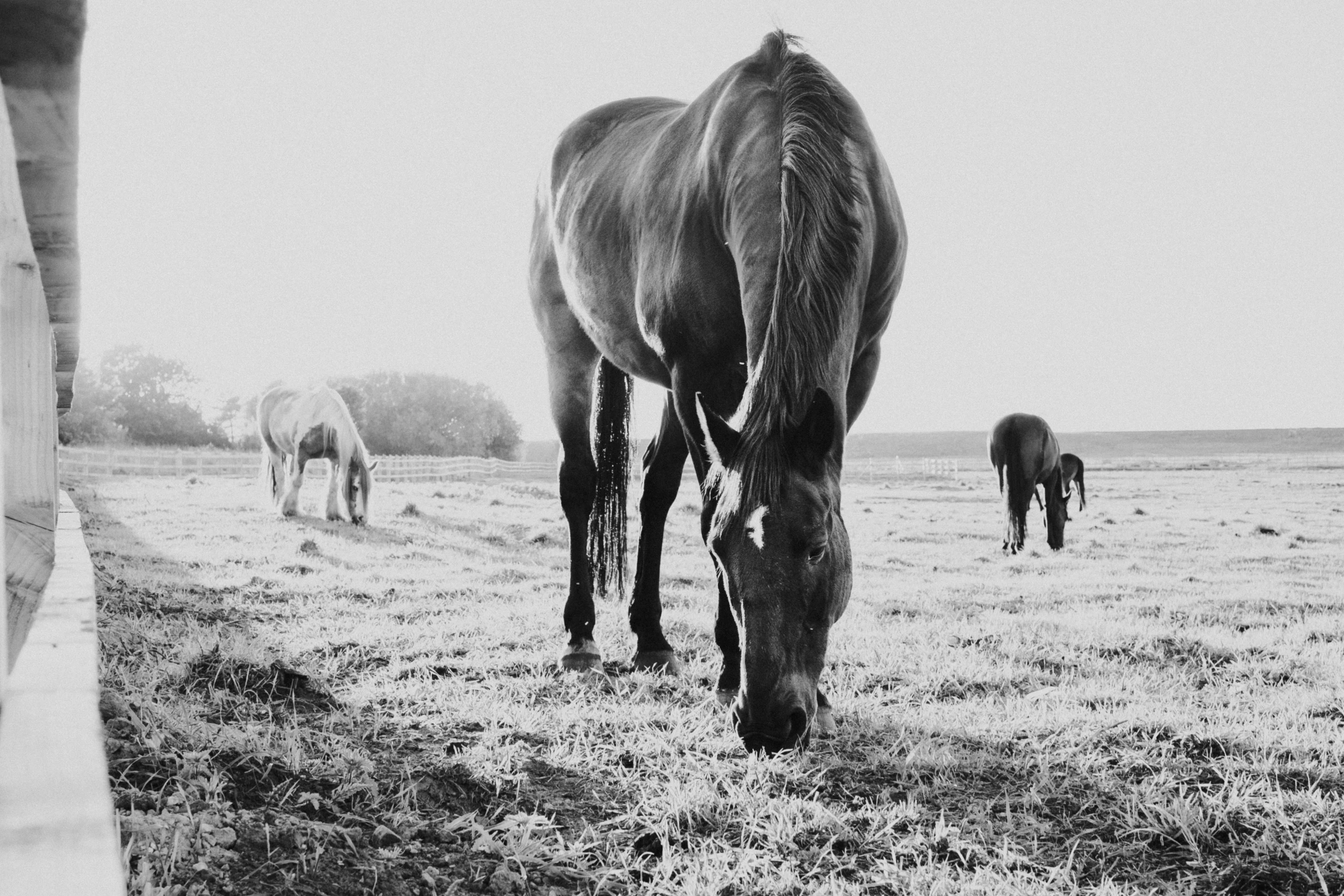 a horse standing in a field grazing on grass