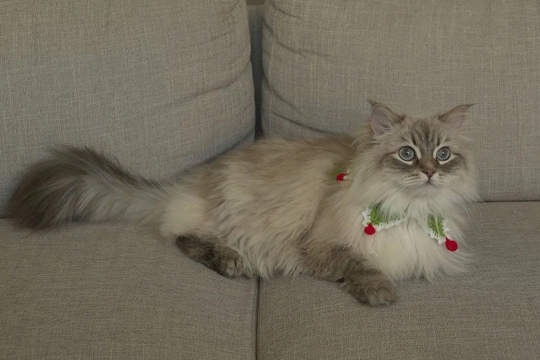 a cat with a collar sitting on top of a couch