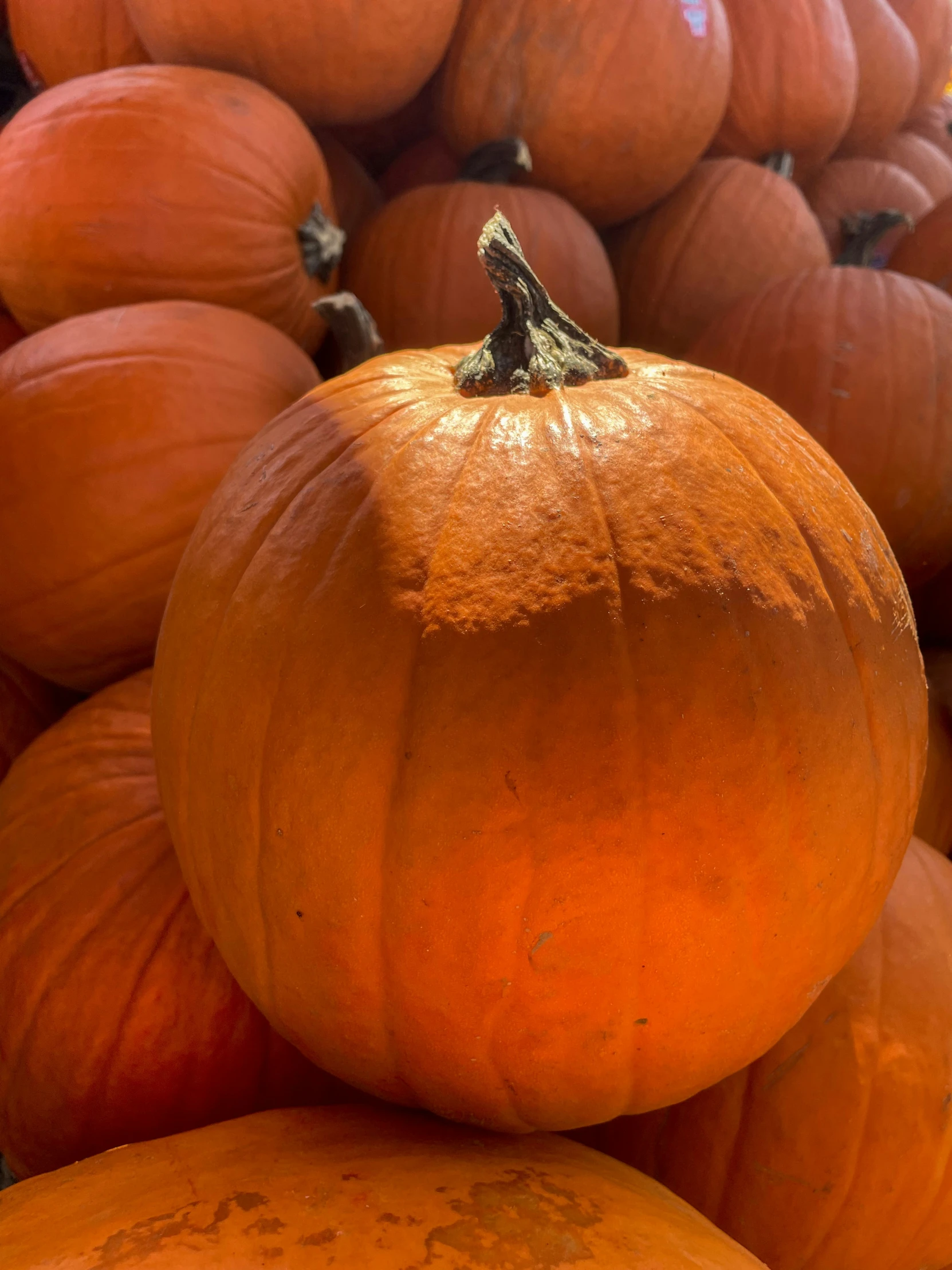 a close up po of a pile of pumpkins