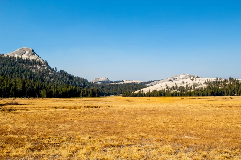 a brown field with mountains and trees in the background