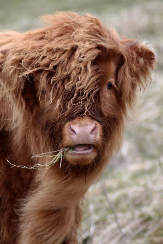 there is a small brown cow standing in the grass