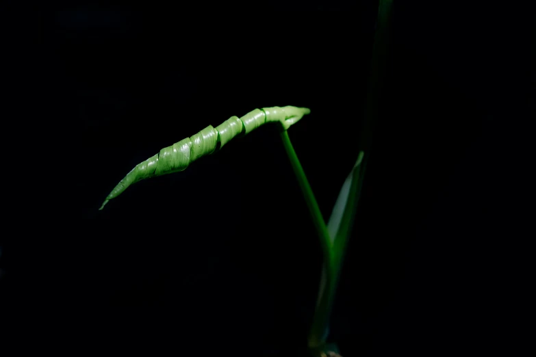 close up pograph of a small plant growing in a dark room