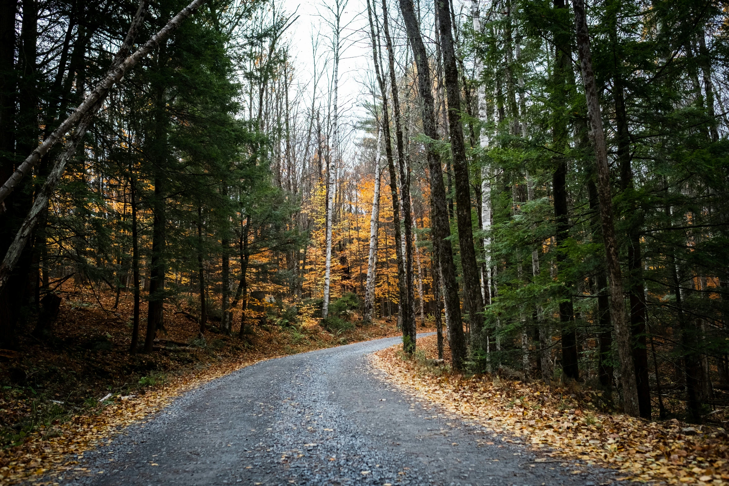 the long road is surrounded by many trees