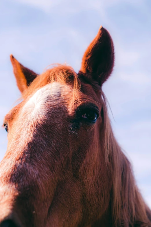 a horse with it's head turned to the side