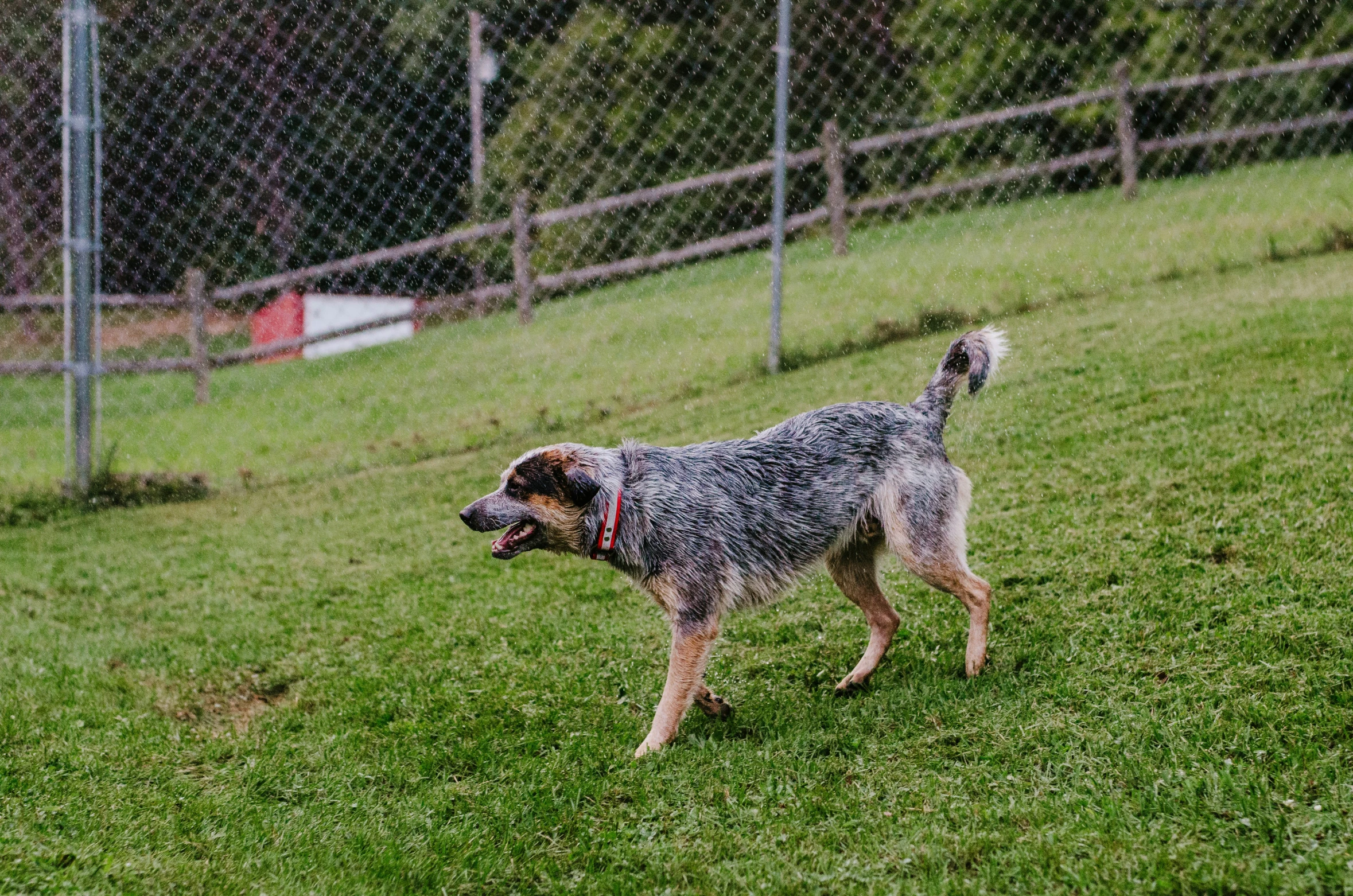 an image of a dog that is standing in the grass