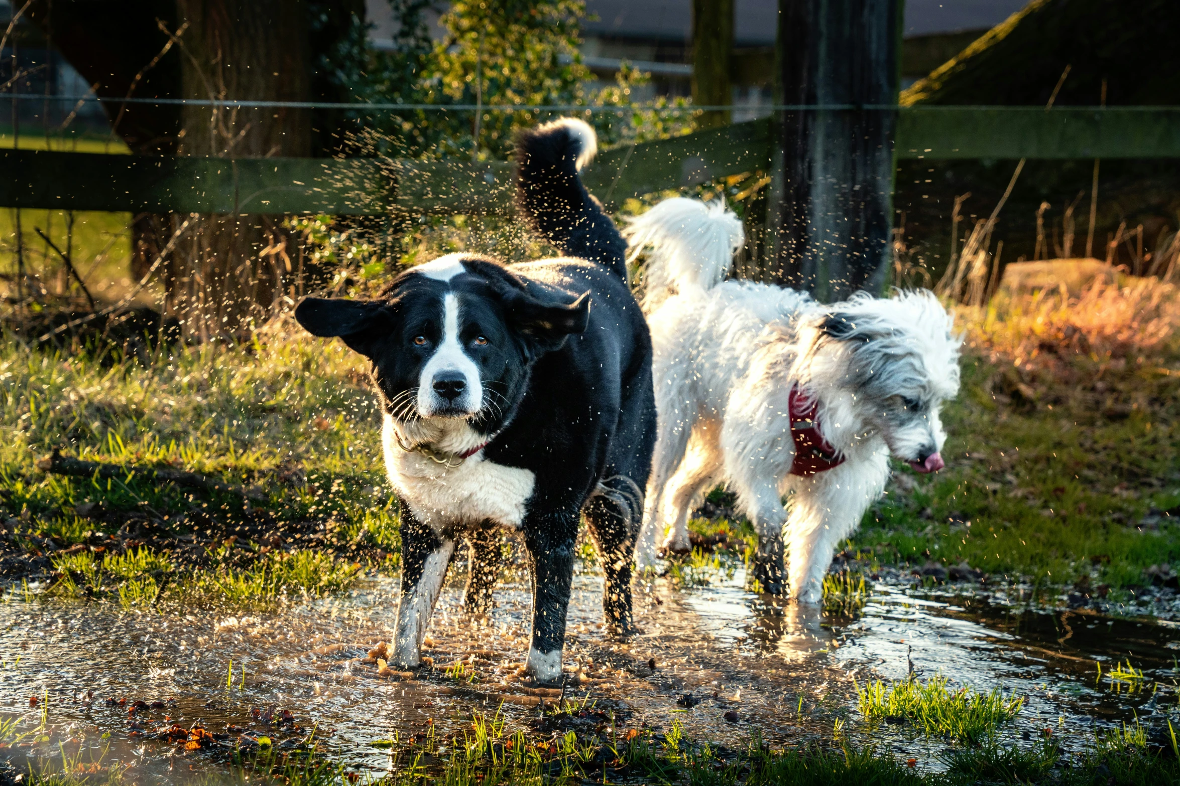 two dogs that are walking together in the water