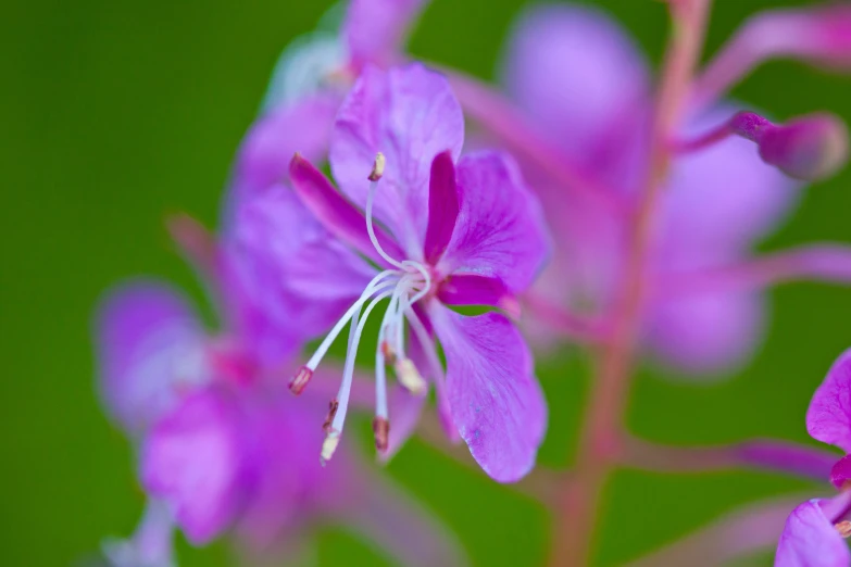 a very pretty purple flower with a green background