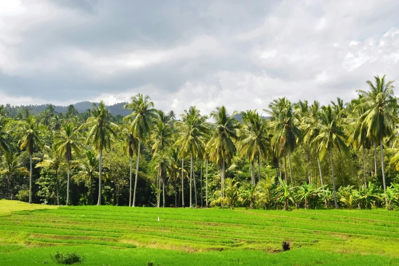 a lush green field surrounded by palm trees