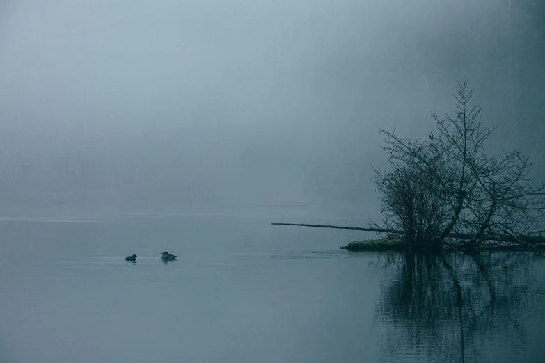 two geese swim through the foggy water