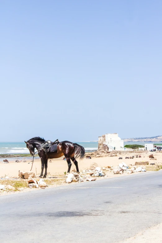 two horses are standing on the side of the road