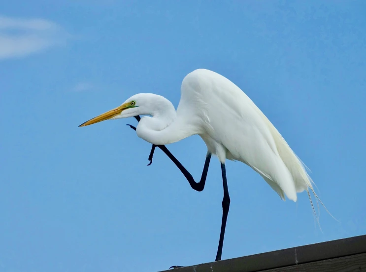 a white egret bending down with its beak in it's mouth