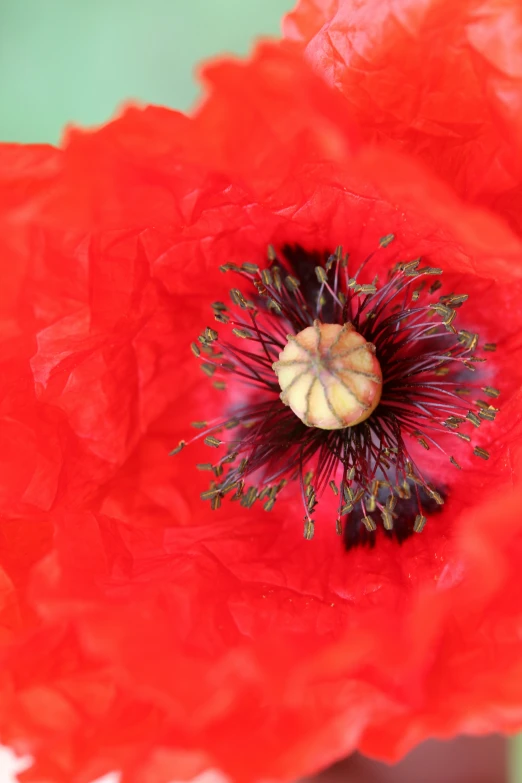 a big red flower with dark center and yellow center