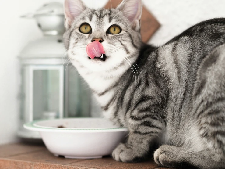 a cat that is sticking out its tongue on the table
