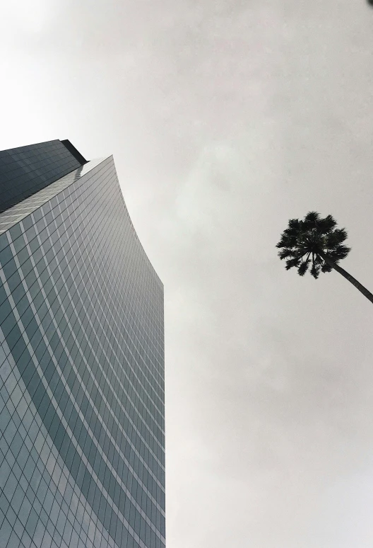 an over head view of a tall tree and some buildings