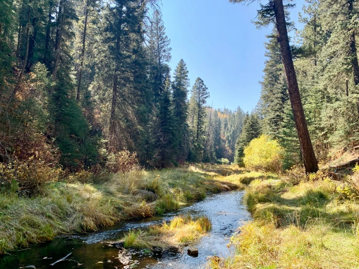 a stream running through the middle of trees