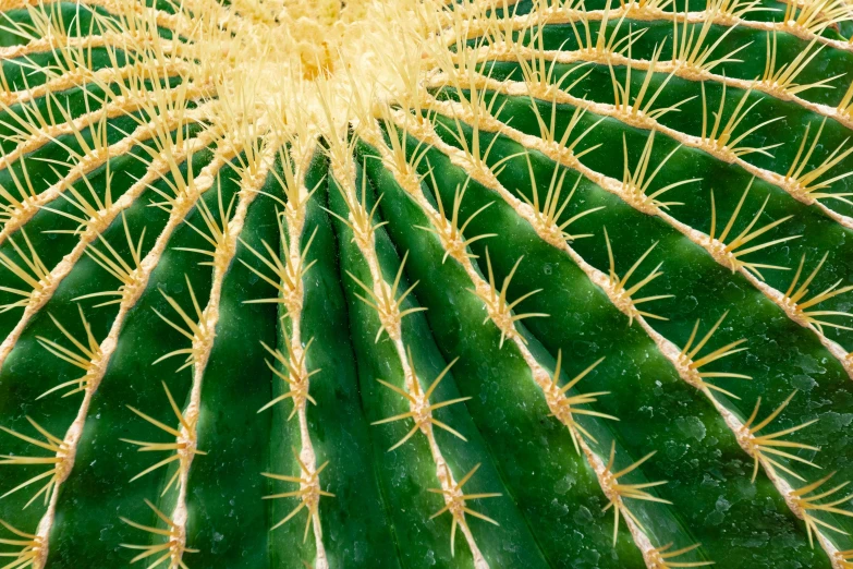 the cactus leaves are starting to bloom very nicely