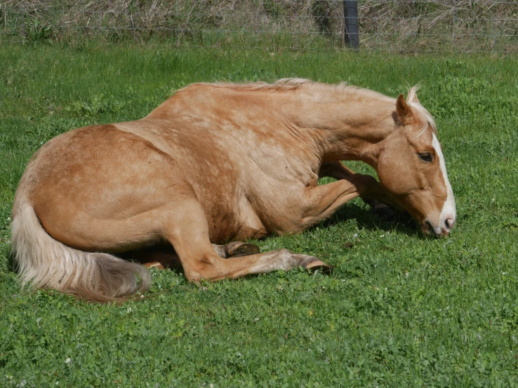 there is a brown horse laying on a field of grass