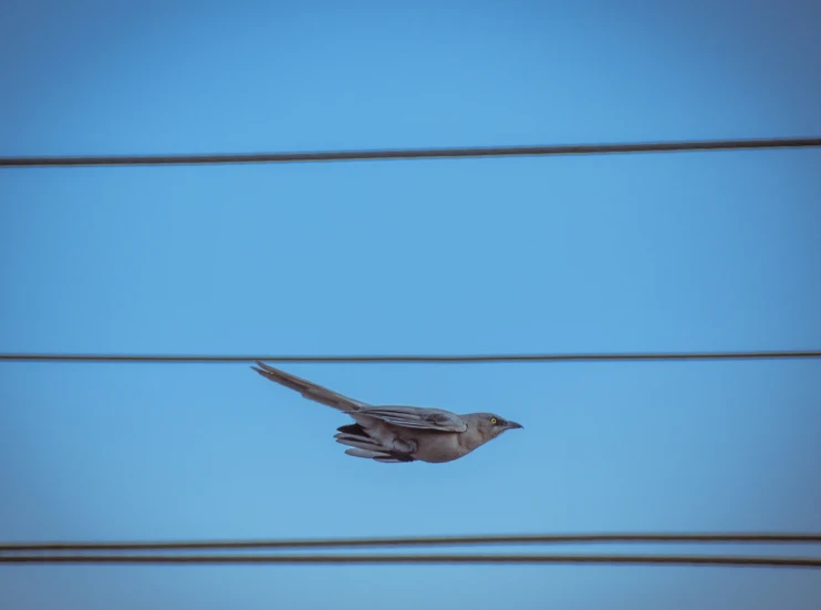 a small bird perched on a wire in front of blue skies