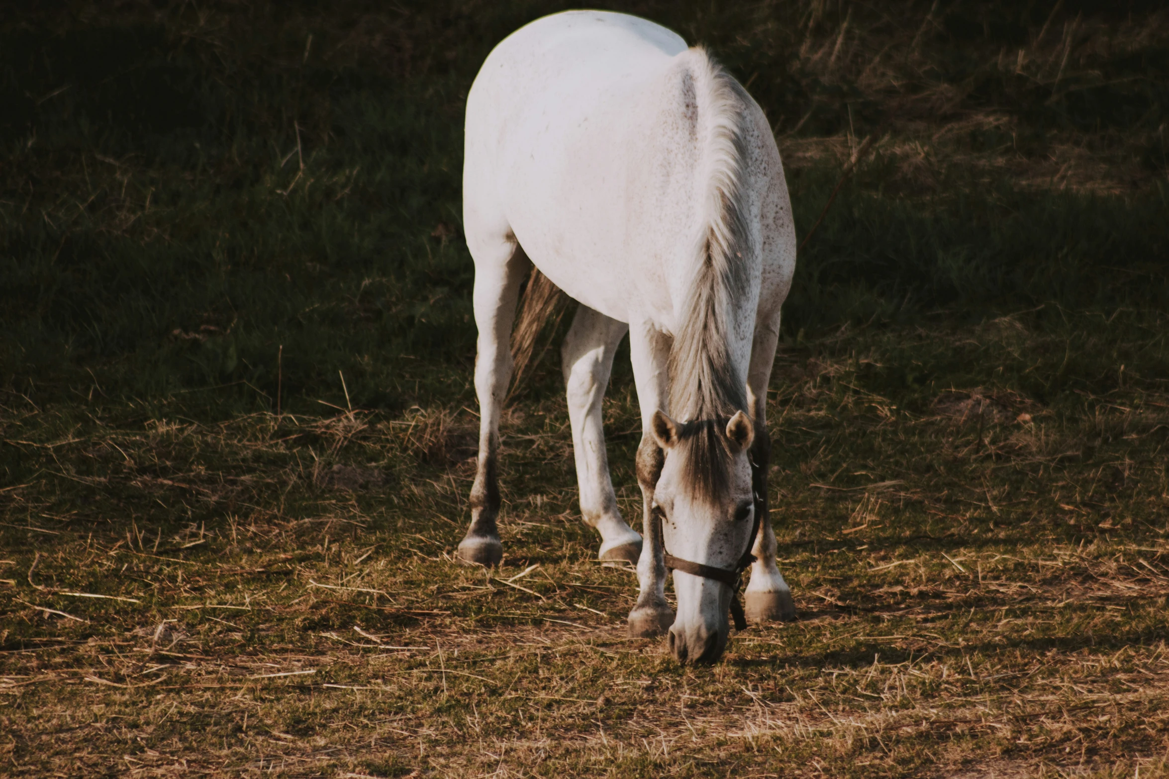 a white horse with a brown stripe eating grass