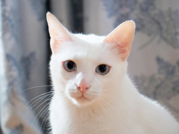 the white cat has a slight light on its face