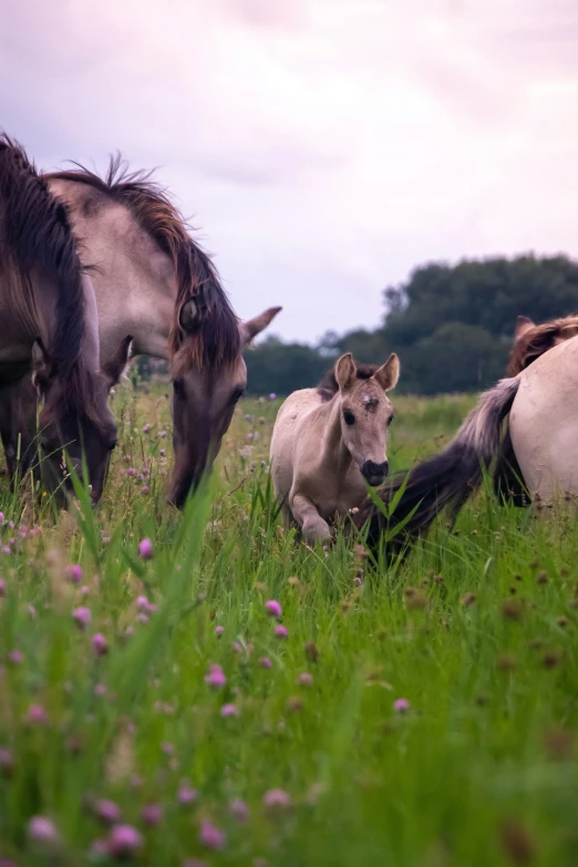 several horses that are in the grass together