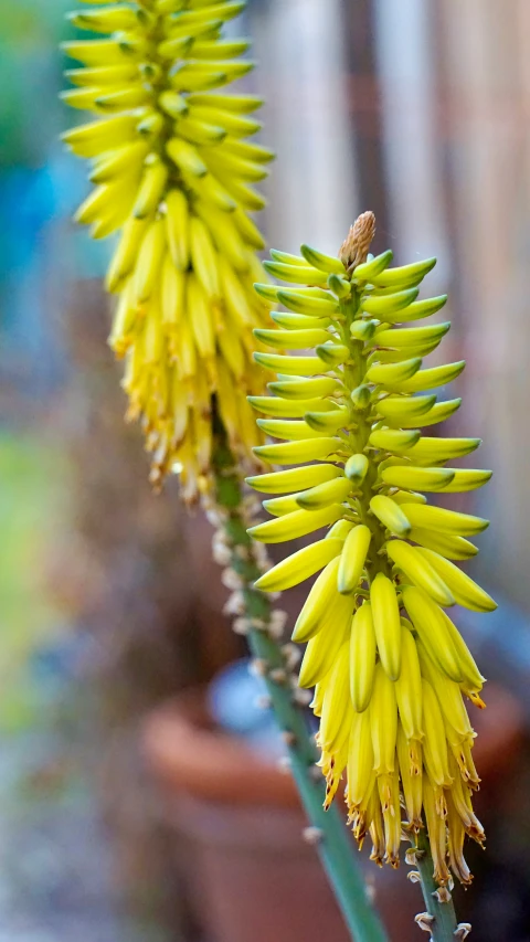 the yellow flowers are growing in a garden