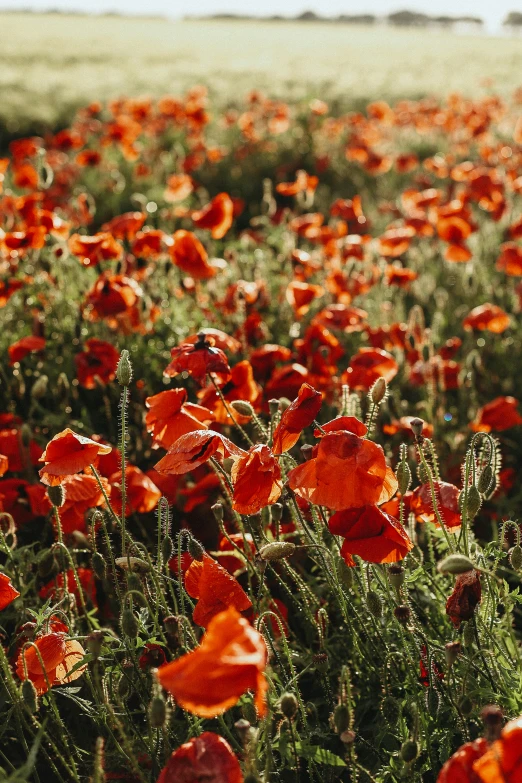 a field of orange flowers with grass in the background