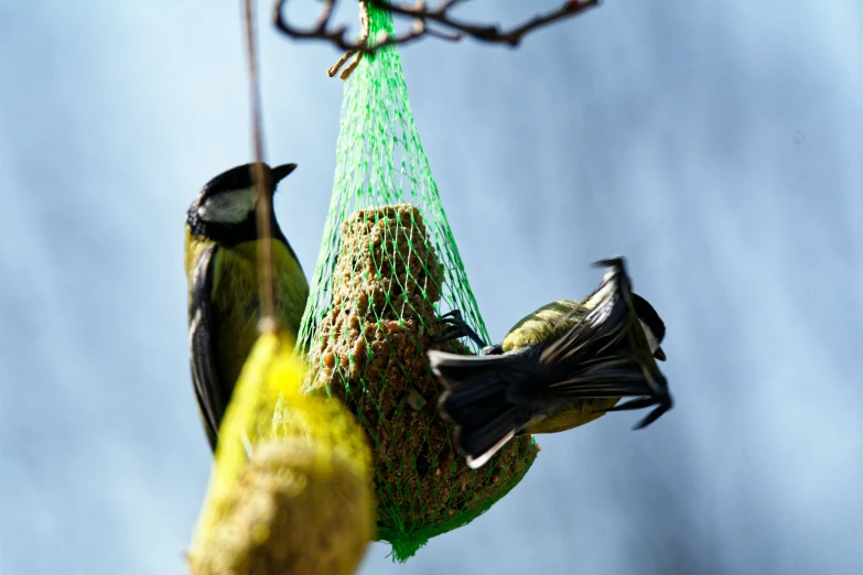 two birds sitting on a hanging bird feeder