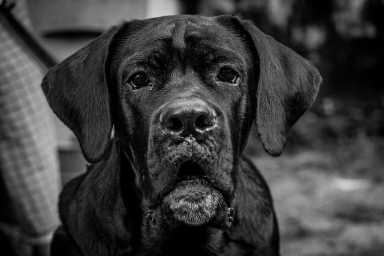 a black dog that is sitting in front of someone