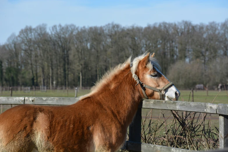 an adult horse that has fallen asleep in the field