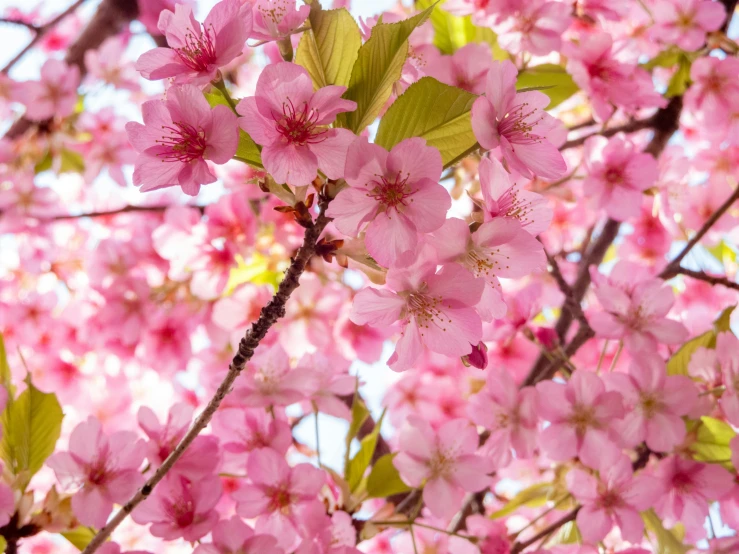 bright pink flowers in the sunlight under a tree