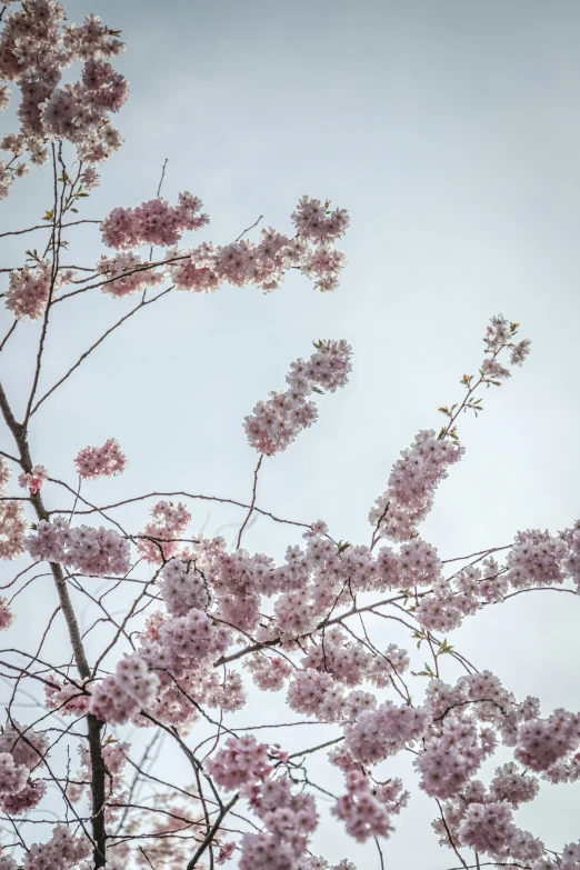 an image of a tree blossoming on a gray day