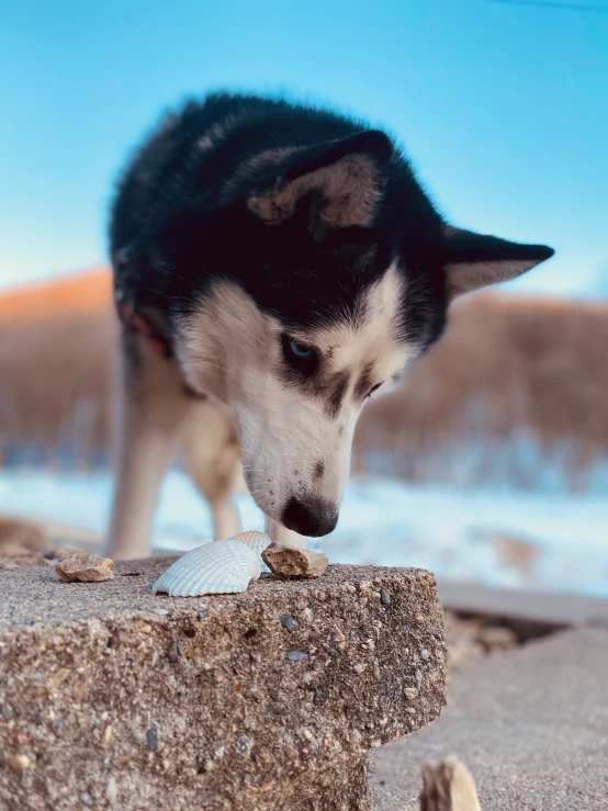 a husky dog eating soing on top of a rock