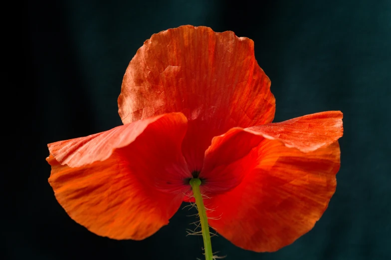 a single red poppy blooming on top of a green stalk