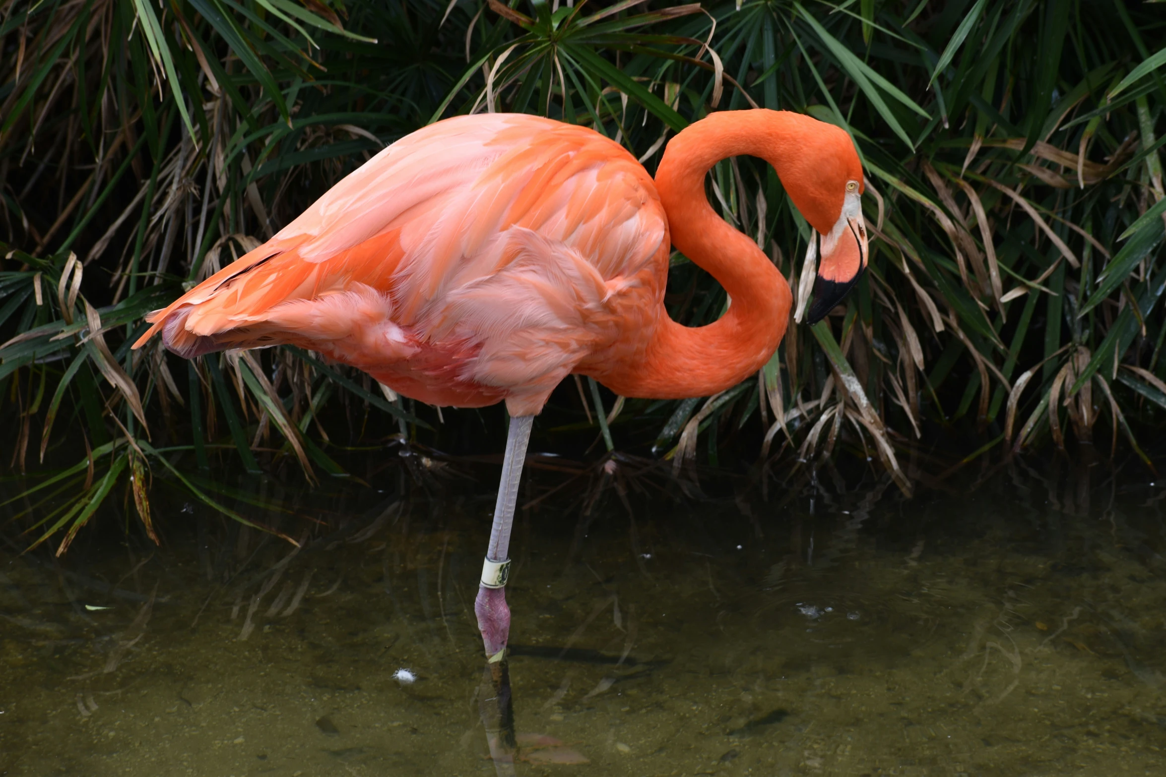 a pink flamingo standing in water next to plants