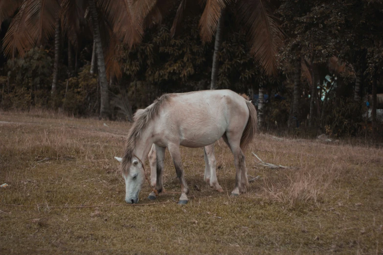 a white horse with long mane standing in a grass field