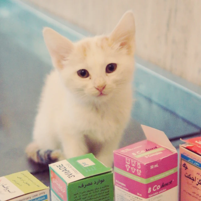 there is a white cat that is next to boxes