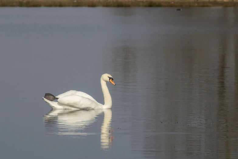 a white swan sitting in the water with its head turned away