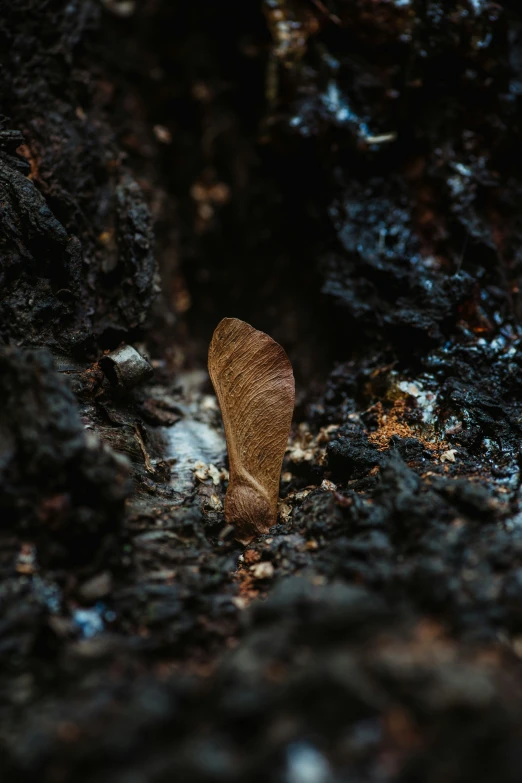 a bird's tail is shown in the mud